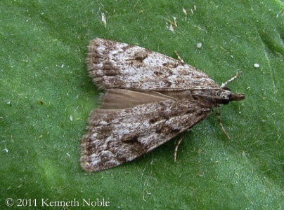 Scoparia basistrigalis - Kenneth Noble